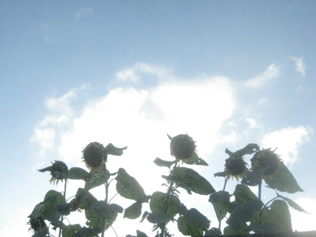 ひまわりの散り際
