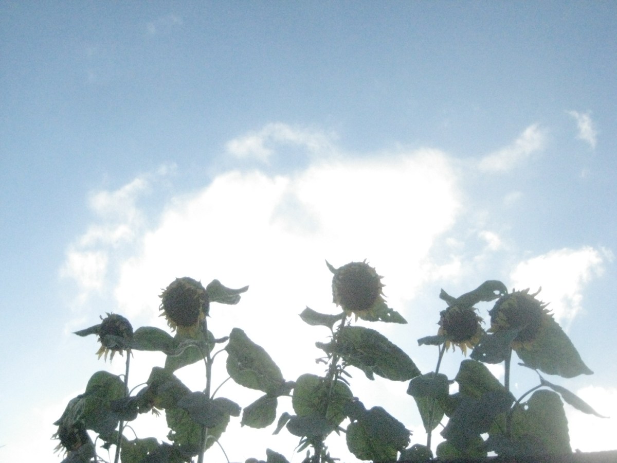 ひまわりの散り際