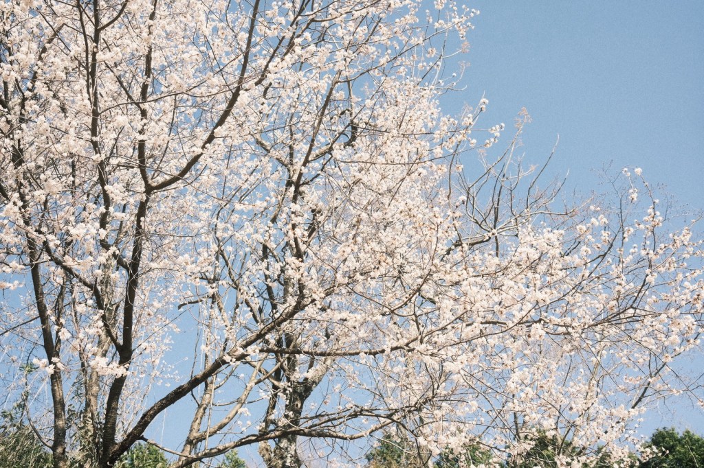 春眠暁を覚えず