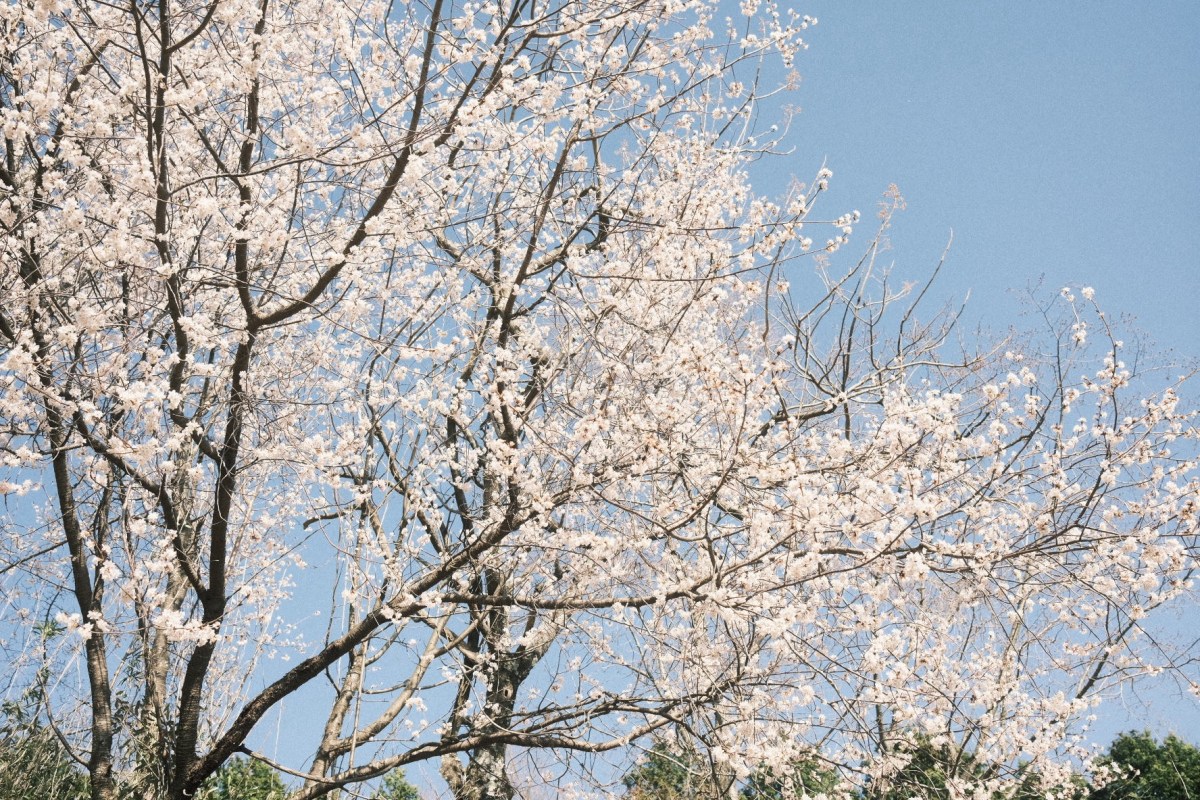 春眠暁を覚えず